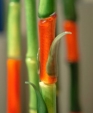 Multicolor Bamboo