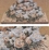 Lilacs & Peonies