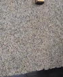 Butterfly Beige