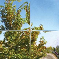 Convex Convex