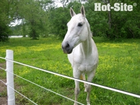 Hot-Site HTP 1" Electric Rail Horse Fencing