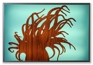 anemone lightbox